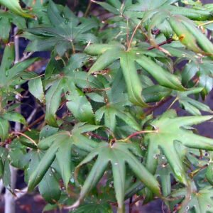Acer 'Bloodgood'