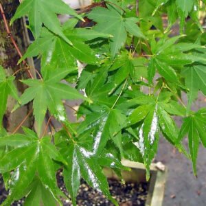 Acer 'Sango-kaku'
