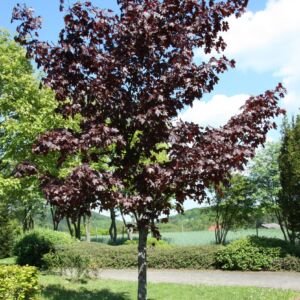 Acer 'Crimson King'