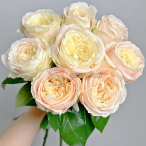 Ailor l艾洛尔