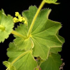 Alchemilla mollis