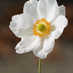 Anemone 'Honorine Jobert'