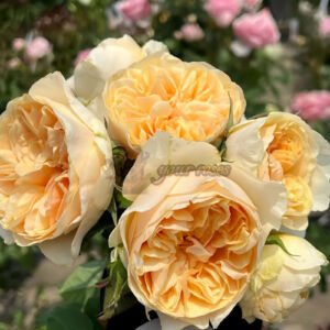Apricot Cooler
