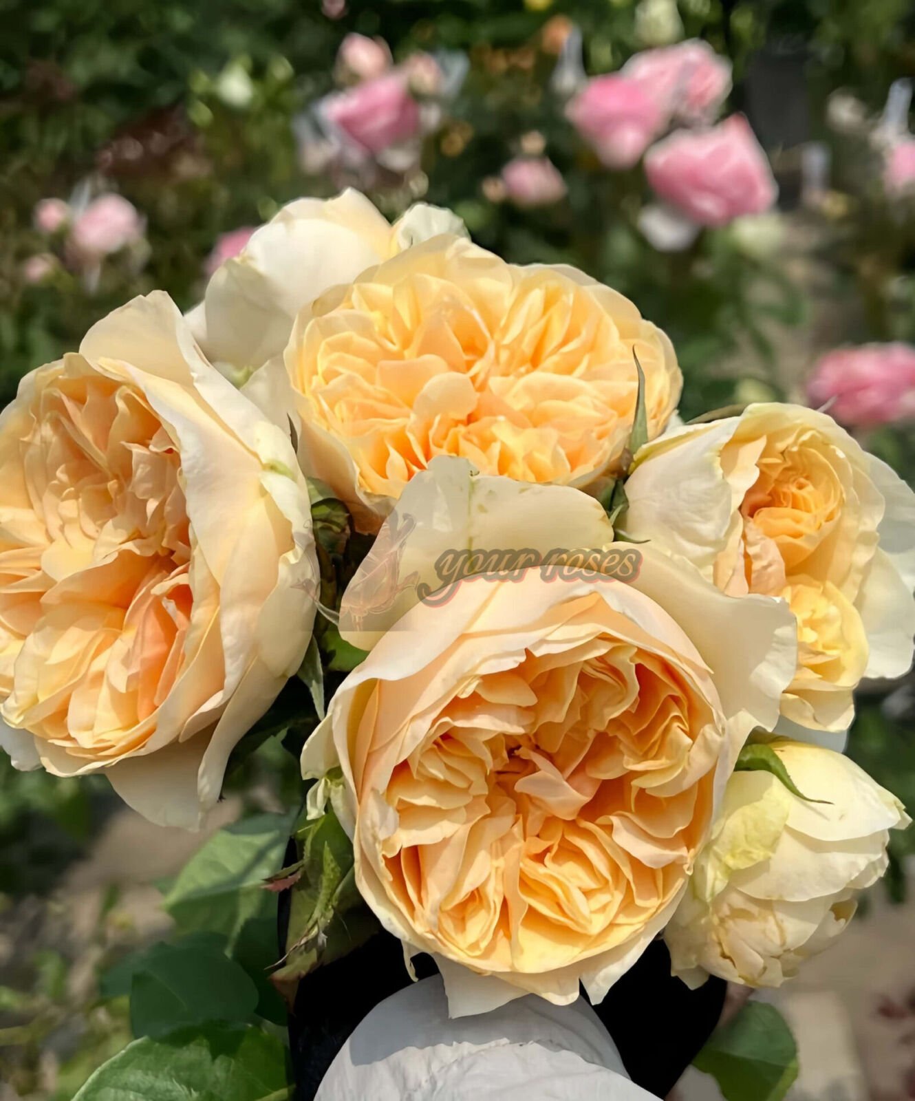 Apricot Cooler