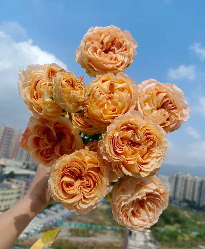 Apr Lac