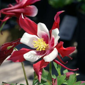 Aquilegia 'Red Hobbit'