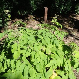 Aralia cordata 'Sun King'
