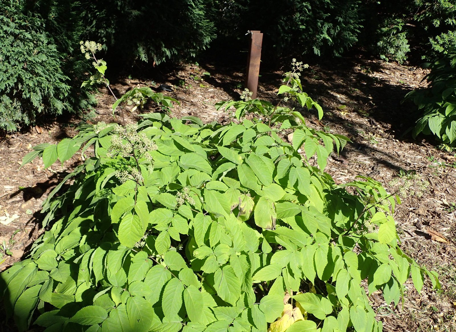 Aralia cordata 'Sun King'