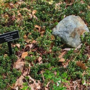 Arctostaphylos 'Massachusetts'