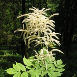 Aruncus dioicus