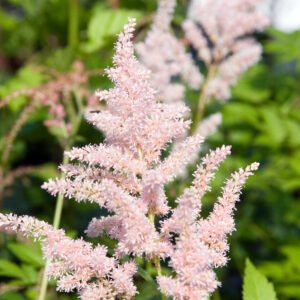 Astilbe 'Peach Blossom'