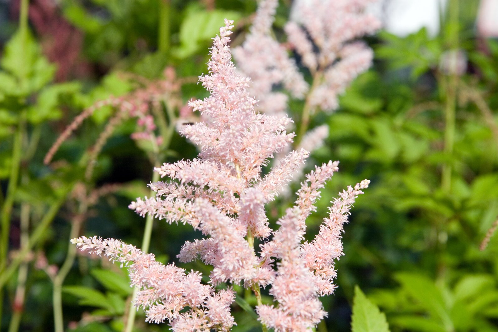 Astilbe 'Peach Blossom'