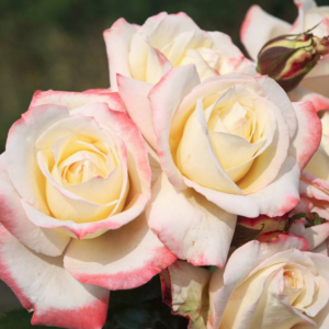 Ath