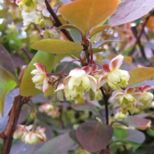 Berberis 'Rose Glow'