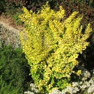 Berberis 'Aurea'
