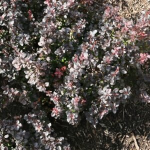Berberis 'Concorde'