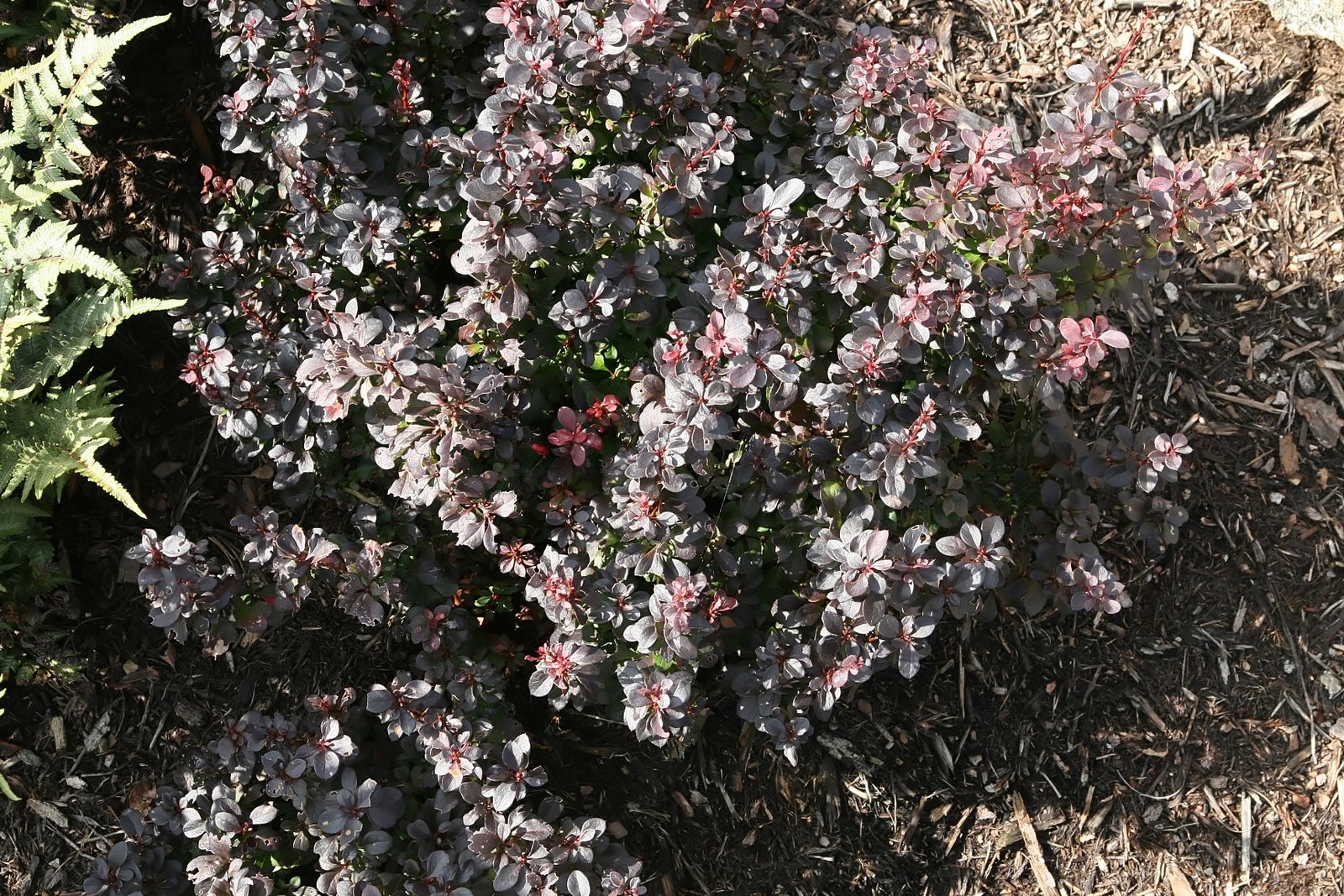 Berberis 'Concorde'