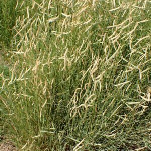 Bouteloua 'Blonde Ambition'