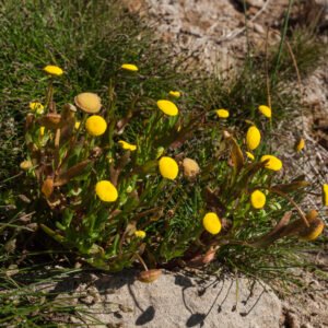 Cotula 'Brass Buttons'