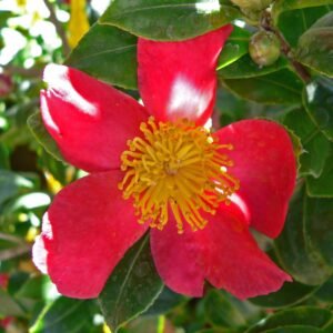 Camellia 'Yuletide'