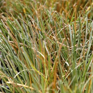 Carex 'Frosted Curls'