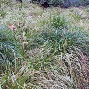 Carex 'Kaga-nishiki'
