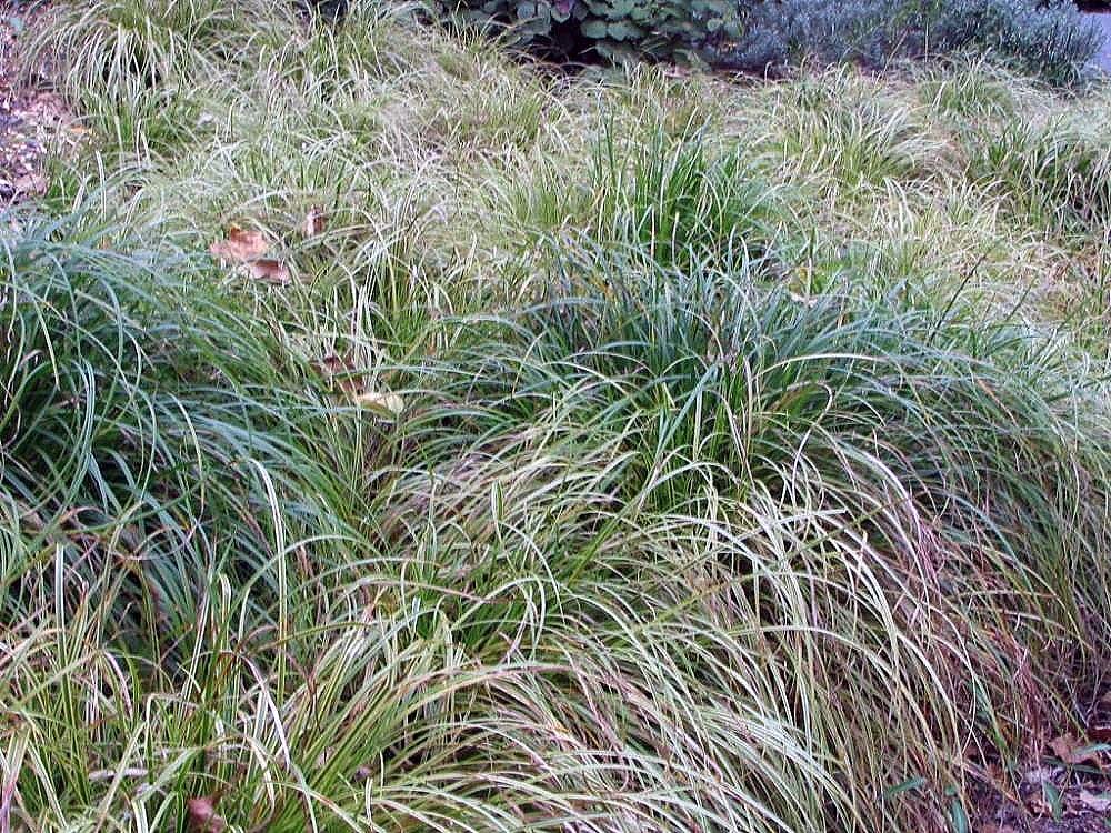 Carex 'Kaga-nishiki'
