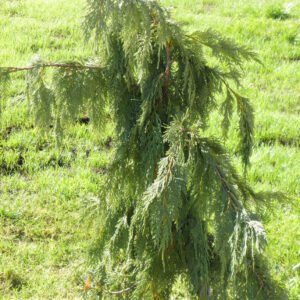 Chamaecyparis 'Pendula'