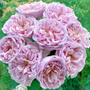 Cho Rom