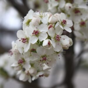 Pyrus 'Cleveland Select'