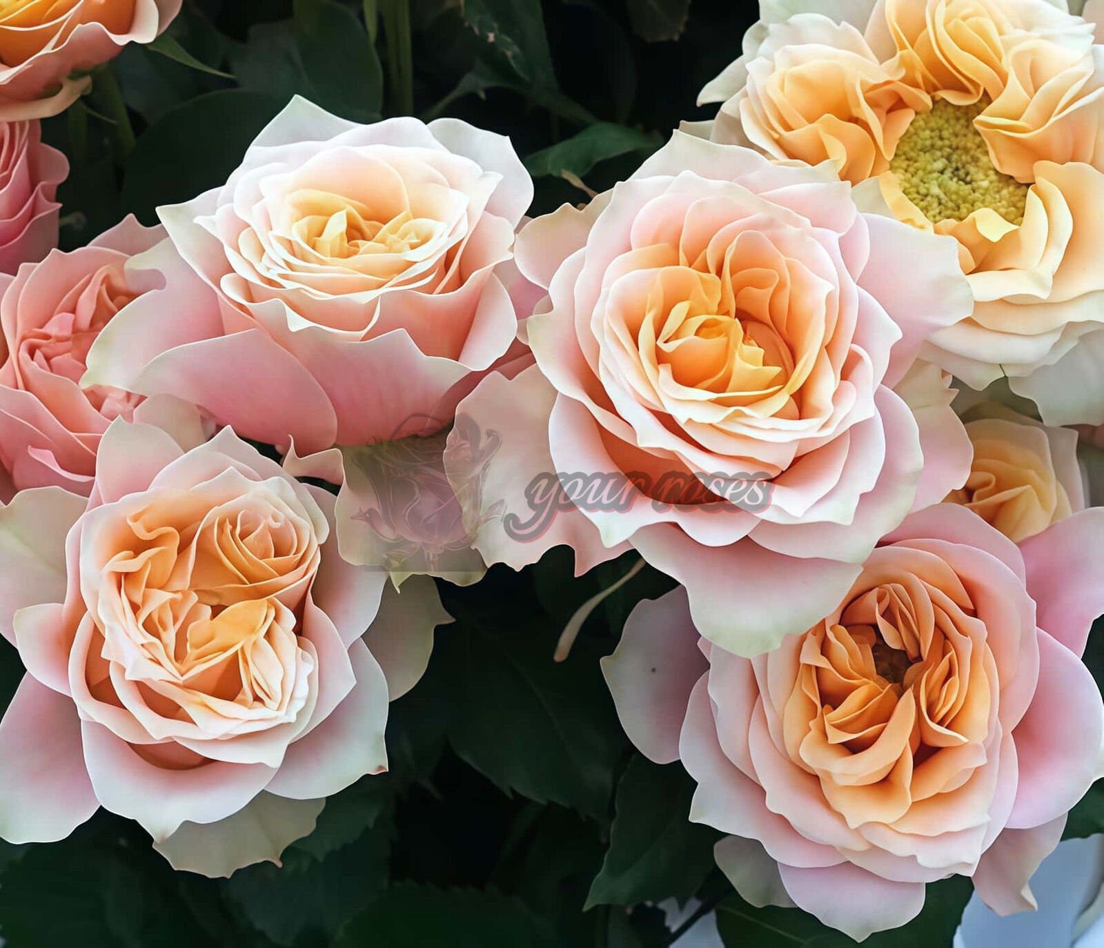 Cop