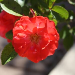 Rosa 'Meidrifora'