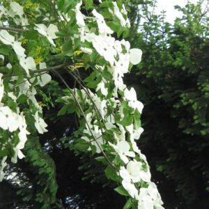 Cornus 'Eddie'