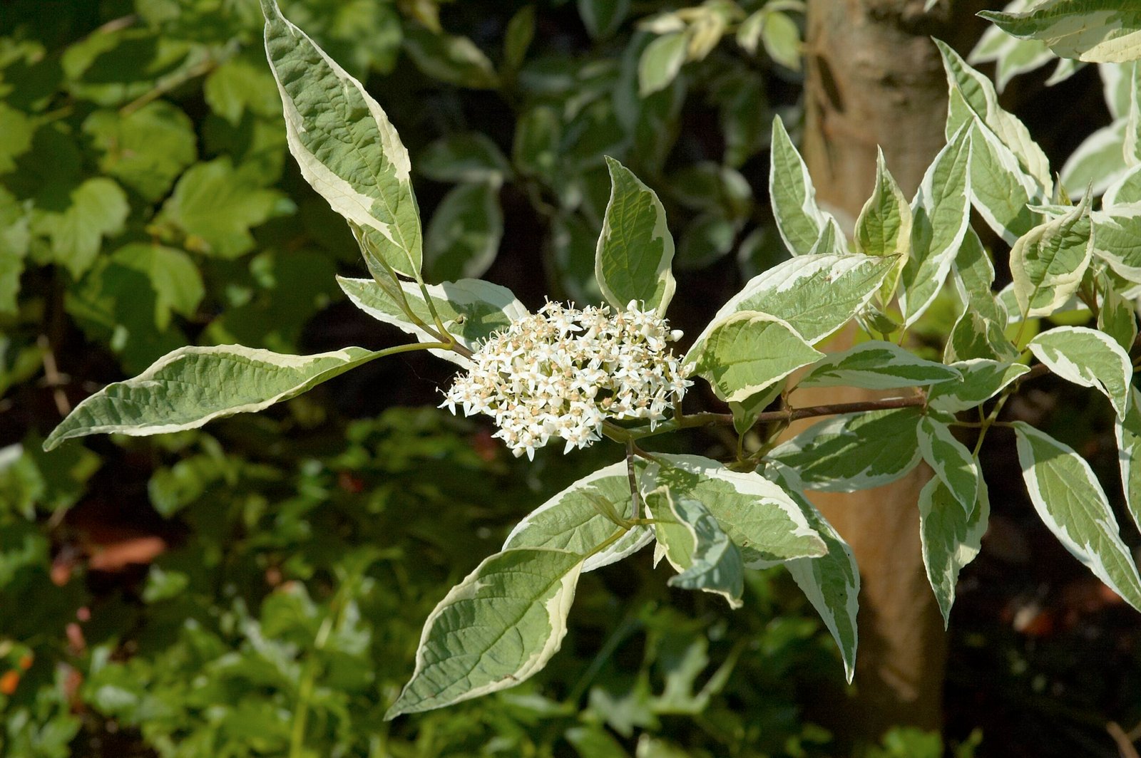 Cornus 'Elegantissima'