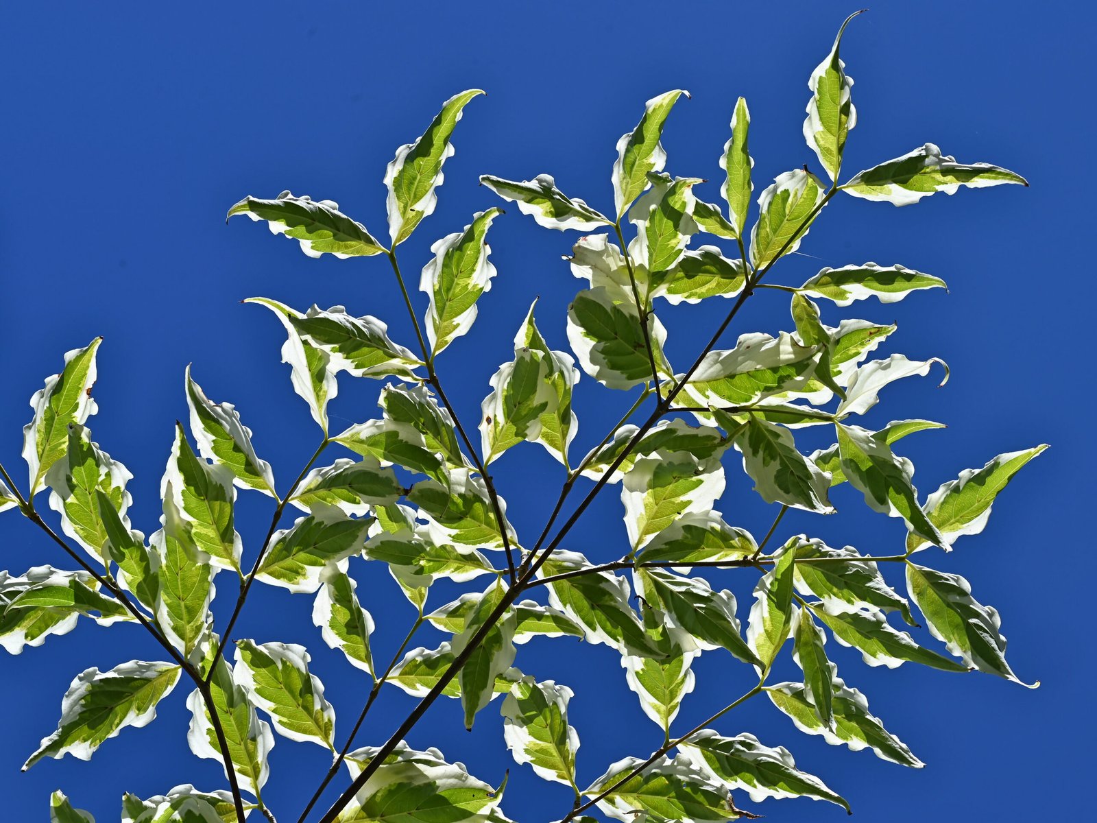 Cornus 'Summer Fun'