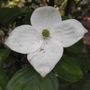 Cornus 'Satomi'
