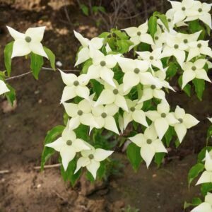 Cornus 'Chinensis'