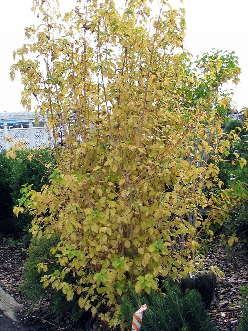 Cornus 'midwinter fire'