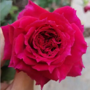 Couronne Rouge
