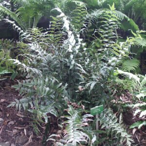 Cyrtomium fortunei