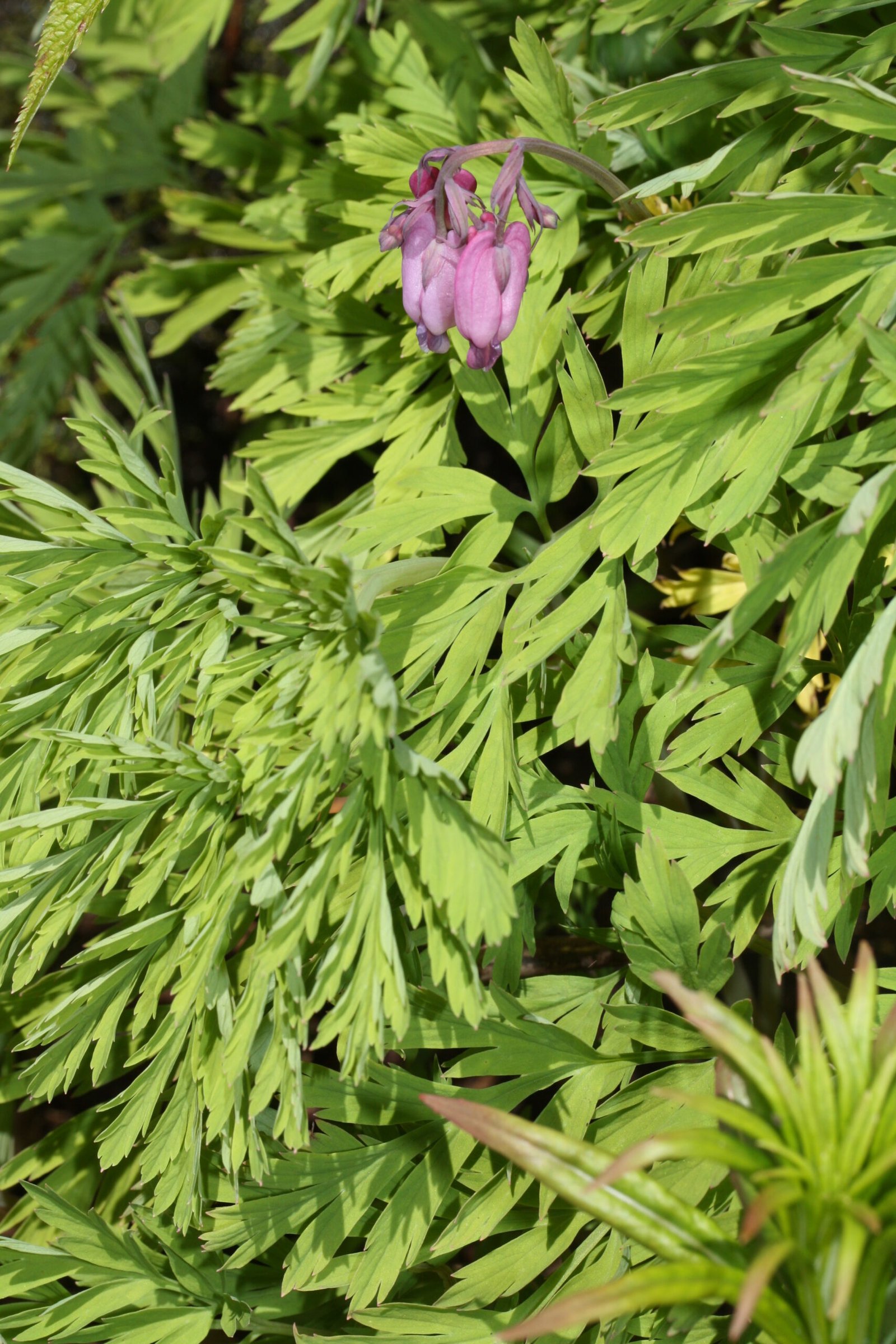 Dicentra 'Bleeding Heart'