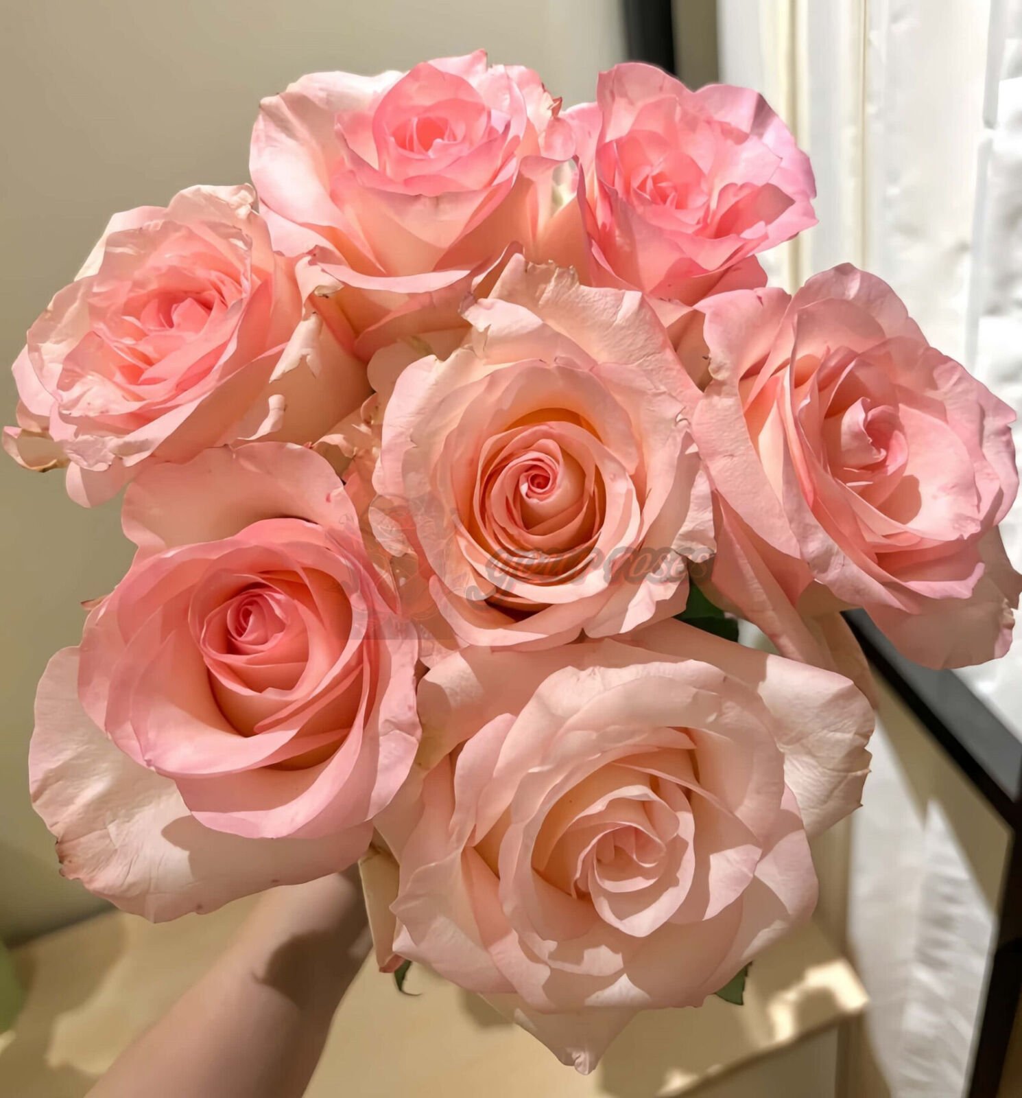 Dol
