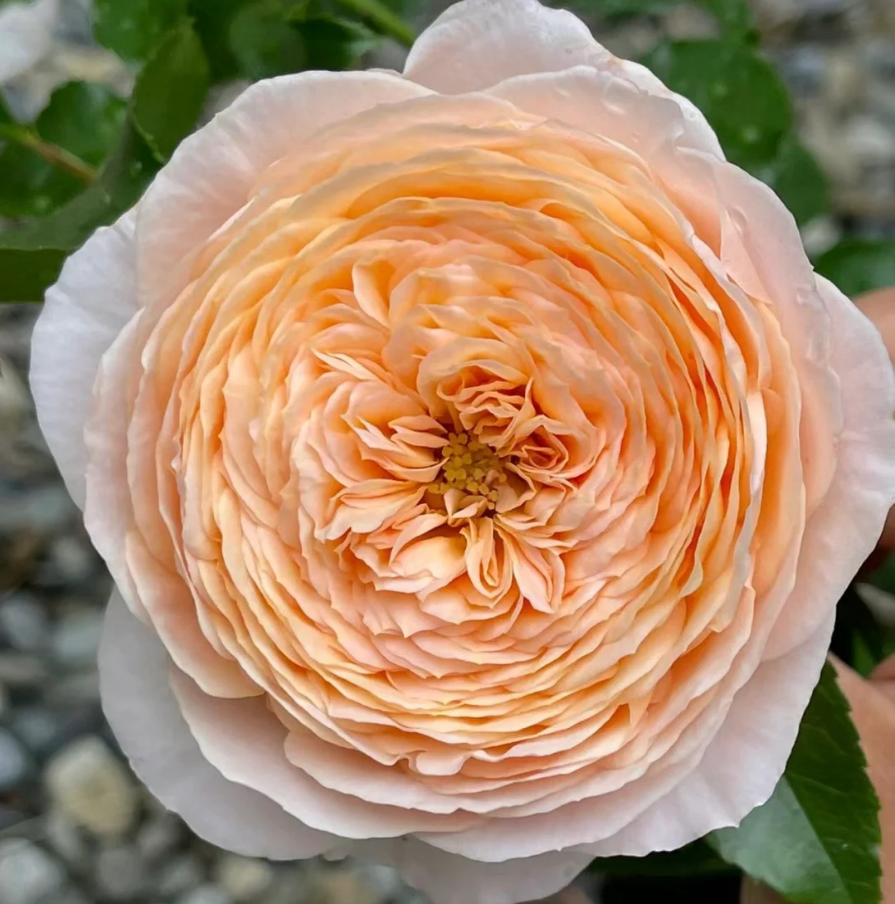 Dom De Cha Del