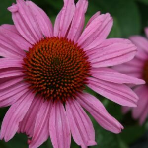 Echinacea 'Prairie Splendor'