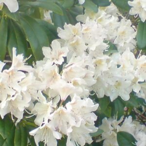Rhododendron 'Cunningham'