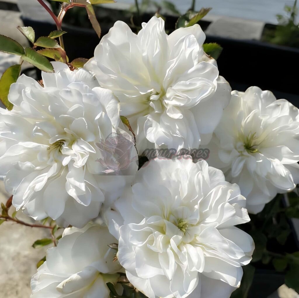Etoile blanc