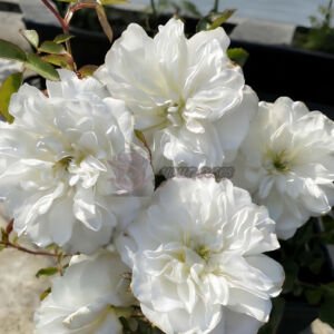 Etoile blanc