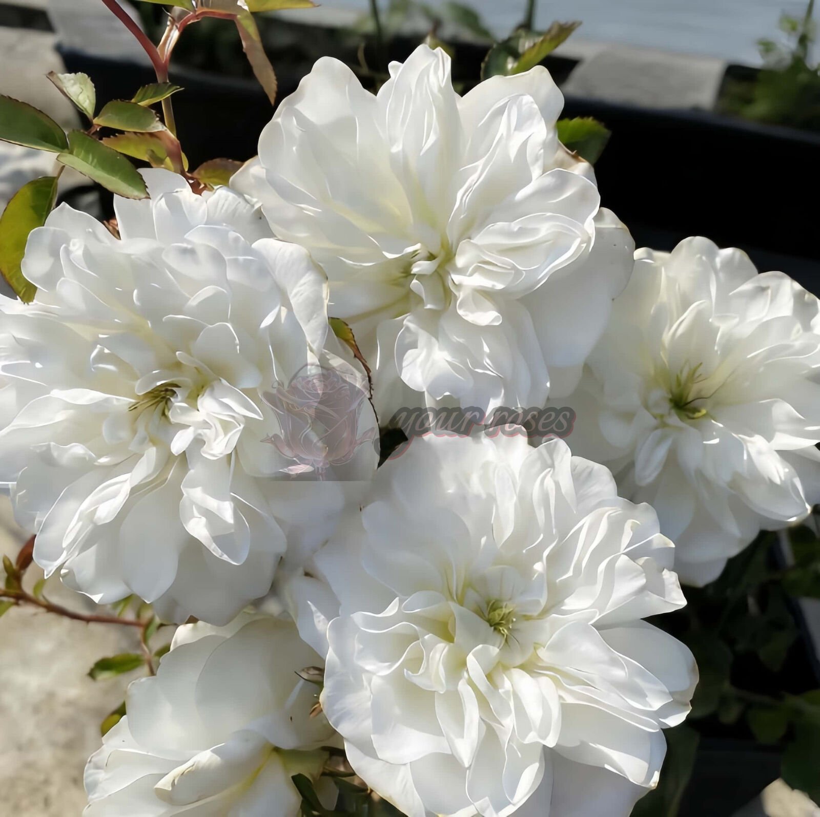 Etoile blanc