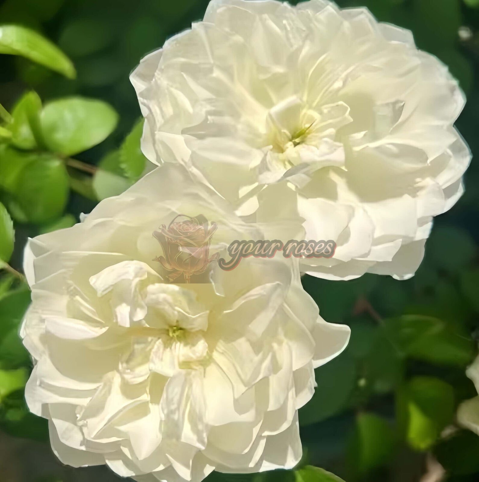Etoile blanc