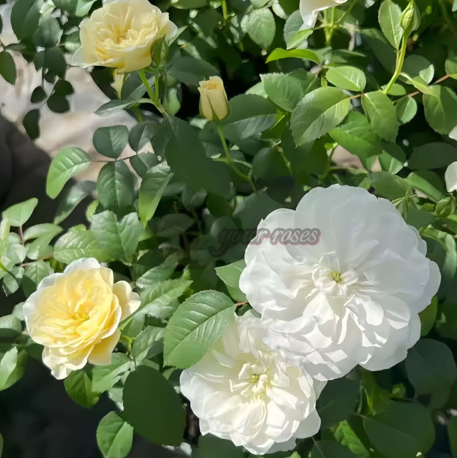Etoile blanc